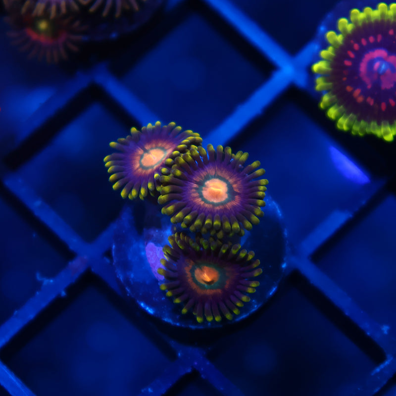 Awesome Zoas
