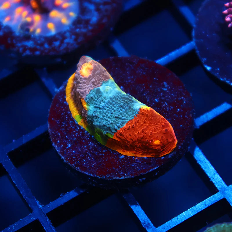 Insane TCK Crazy Rainbow Flamethrower Multi Colors