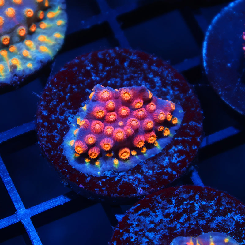 TCK Rainbow Abstract Cyphastrea