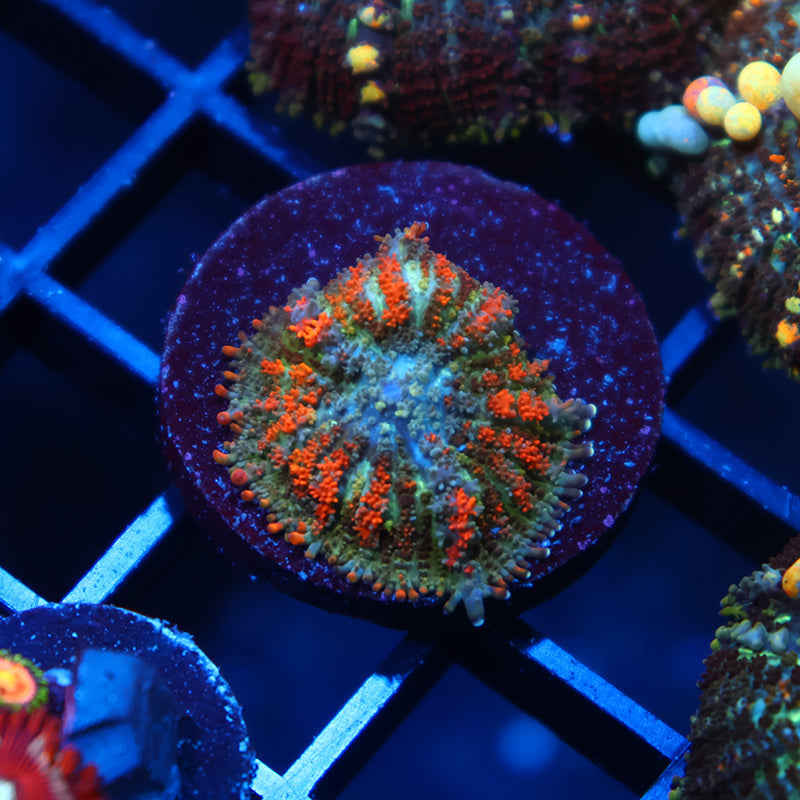 TCK Bouncy Rhodactis