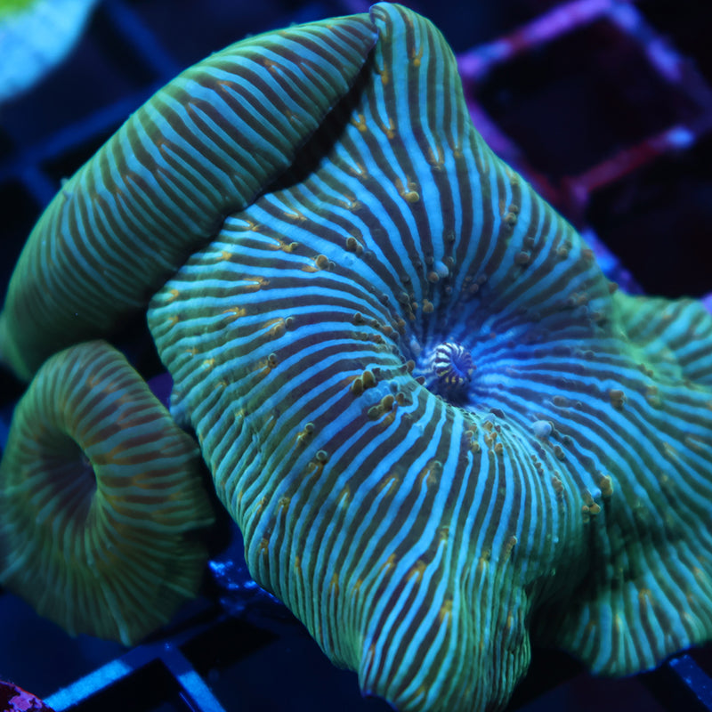 RandyO's Bicolor Disco Mushrooms