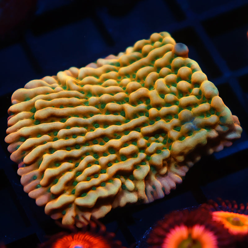 WWC Kung Pao Monti