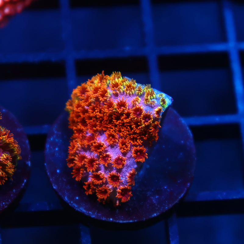 Skittles Bomb Cyphastrea