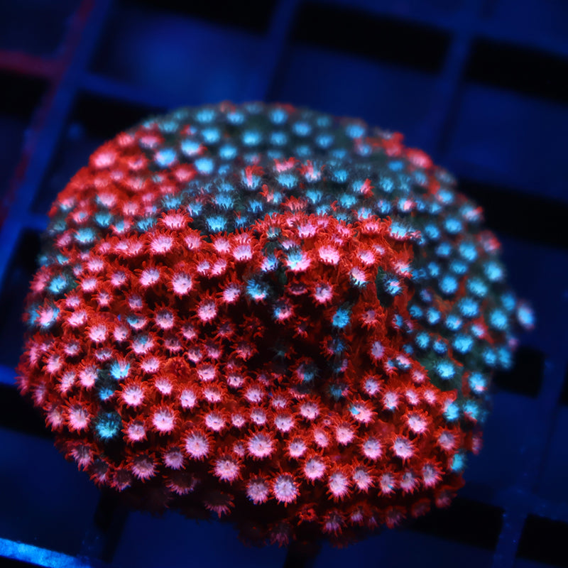 JF Fender Bender Cyphastrea