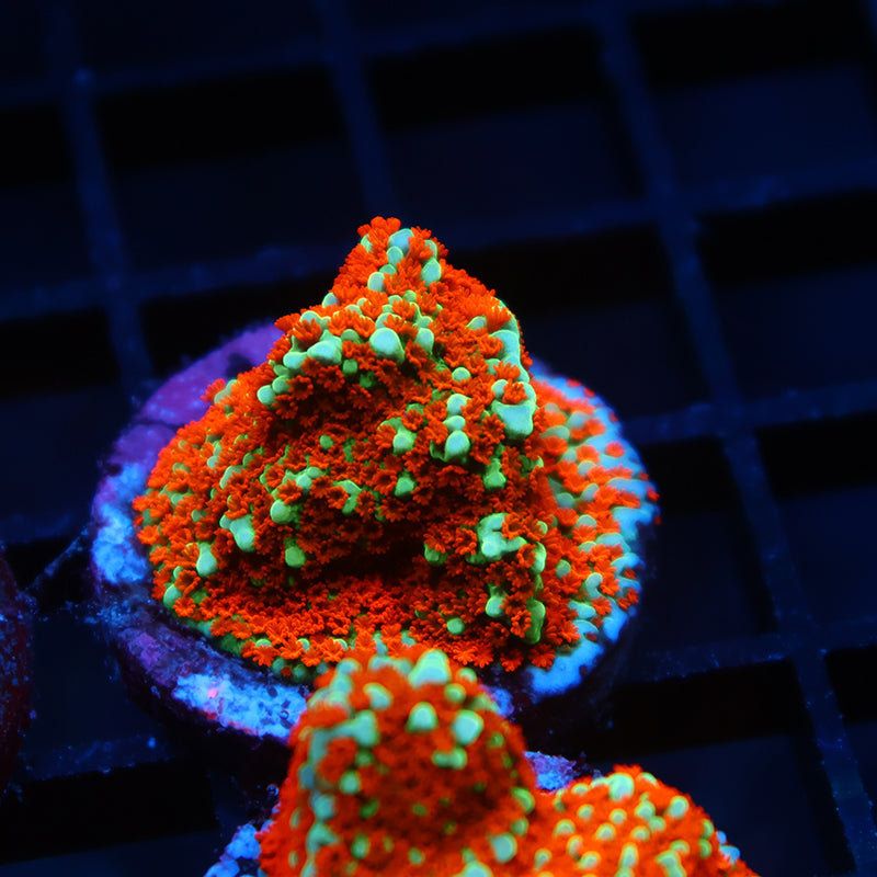 JF Aquaman Monti