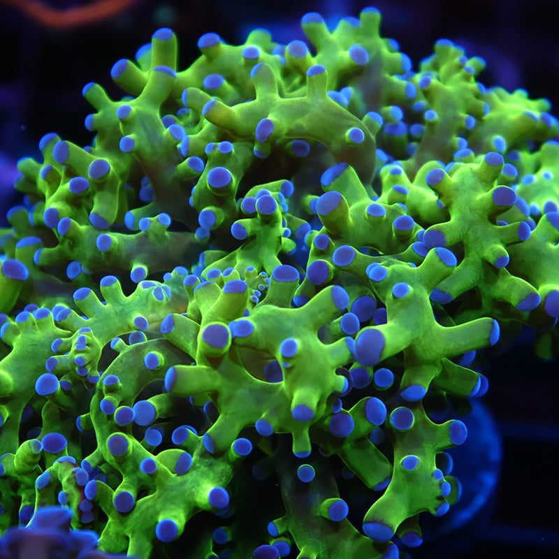 TCK Branching Green and Purple Frogspawn