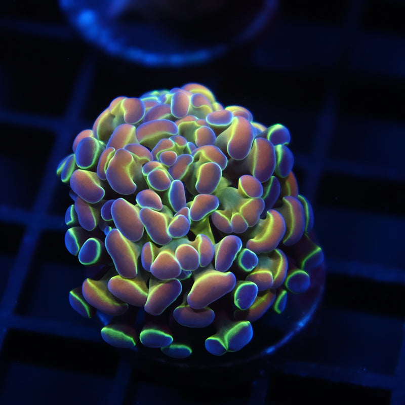 TCK Branching Holographic Hammer