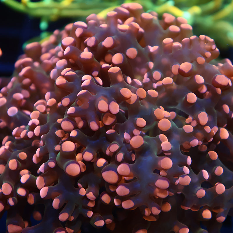 TCK Branching Peach Frogspawn