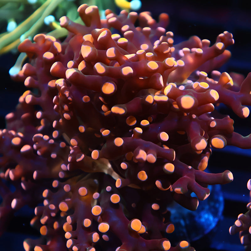 TCK Branching Gold Frogspawn