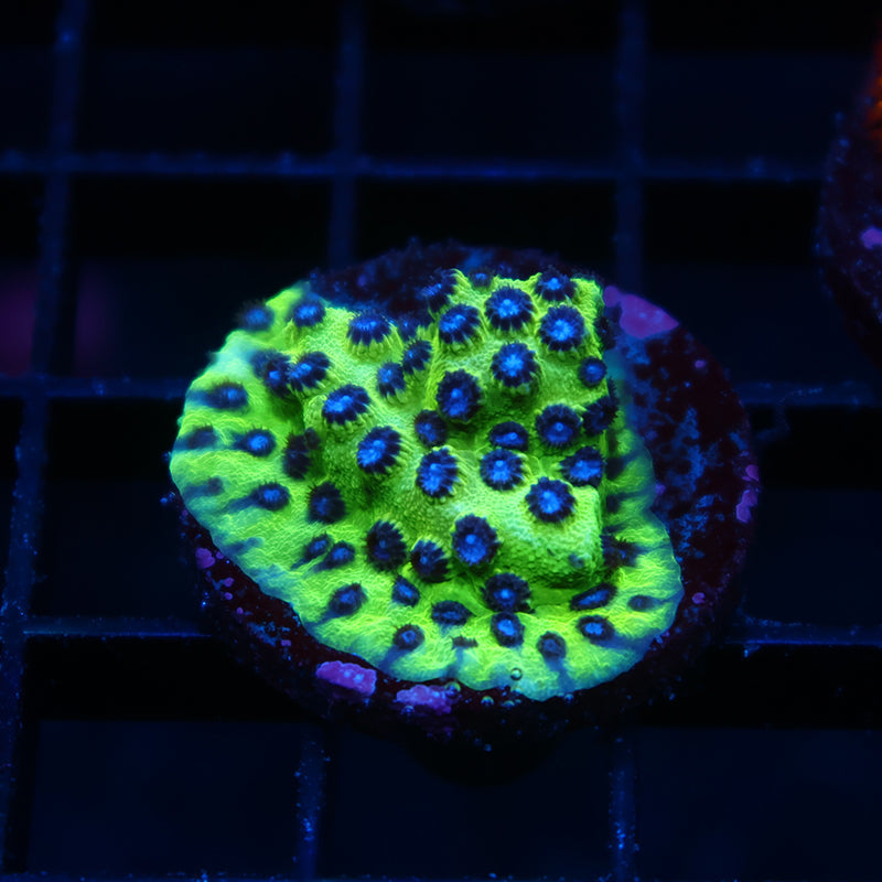 JF PPE Cyphastrea