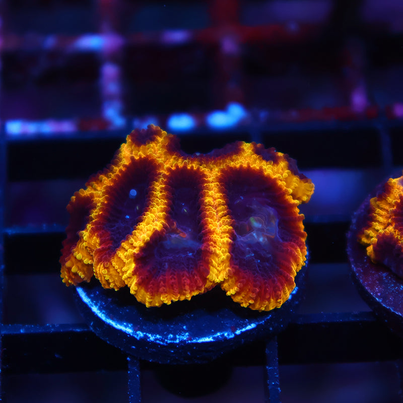 TCK Wolverine Favia