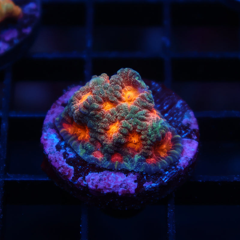 TCK Insane Glitter Favia