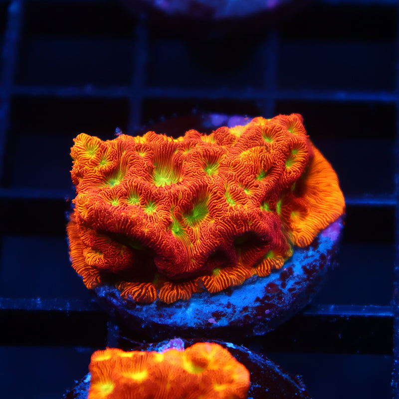 JF Jack-O-Lantern Lepto