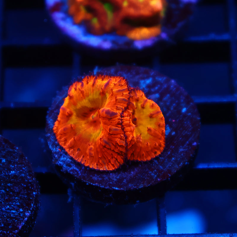 WWC Rainbow Blasto