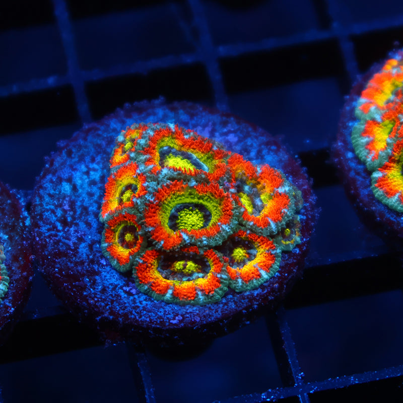 TCK HG Micromussa