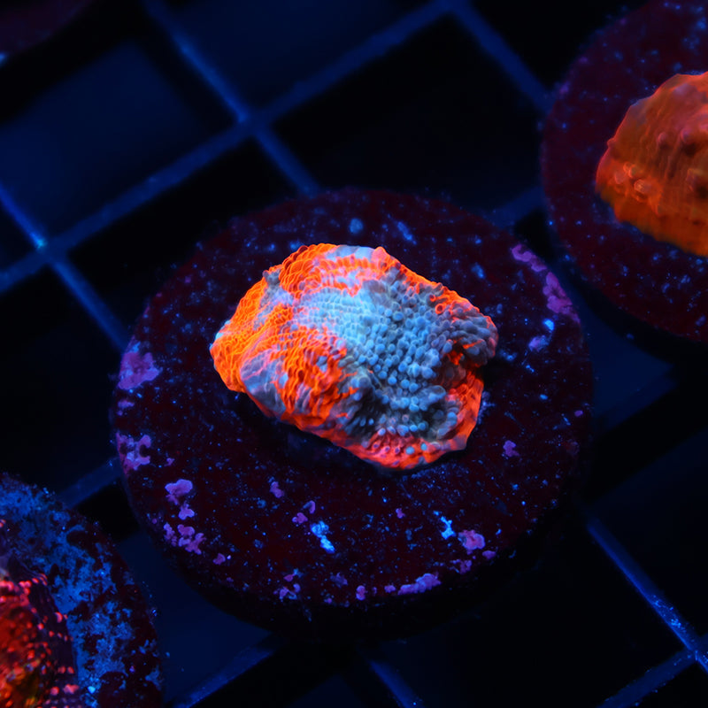 TCK Lightning Orenji Chalice