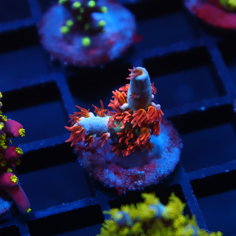 TCK Gamechanger Tenuis