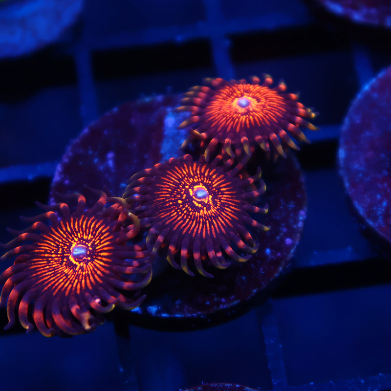 ARC Nightcrawlers