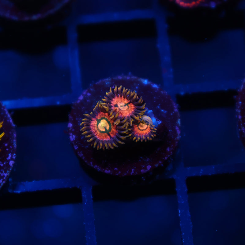 Laser Lemons
