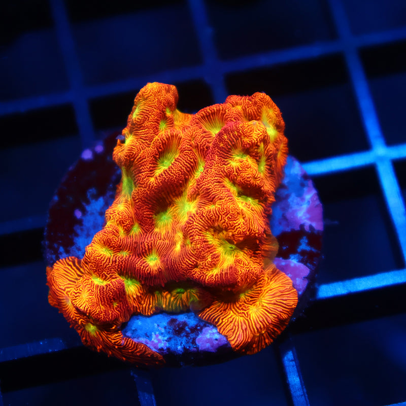JF Jack-O-Lantern Lepto