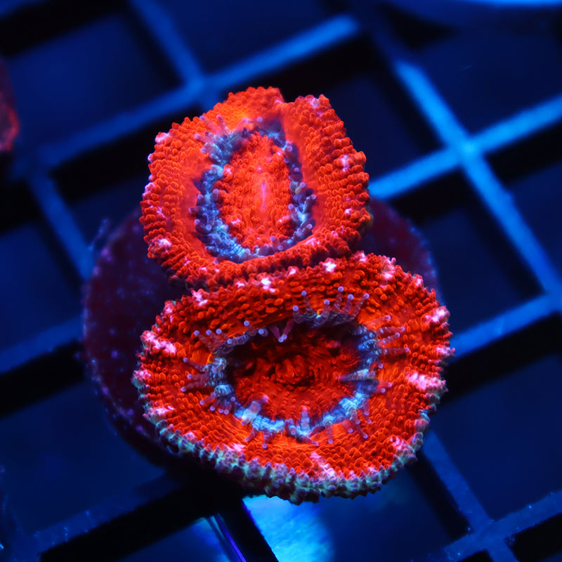 TCK Fluffy Red Lord