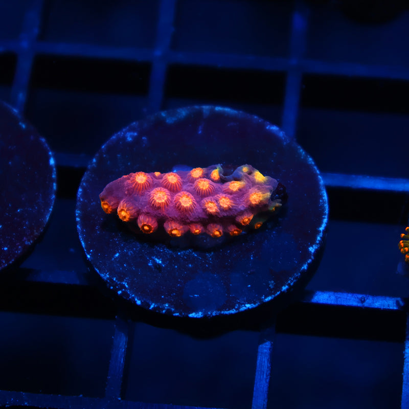 ARC Monet's Madness Cyphastrea