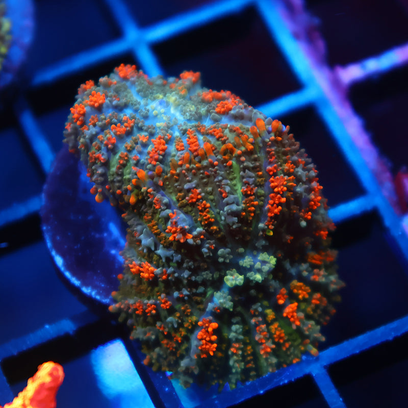 TCK Orange Bouncy Rhodactis