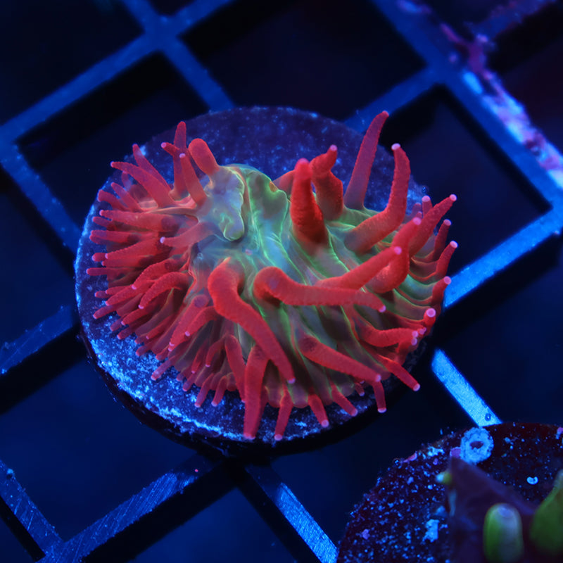 Awesome BSA Diaseris