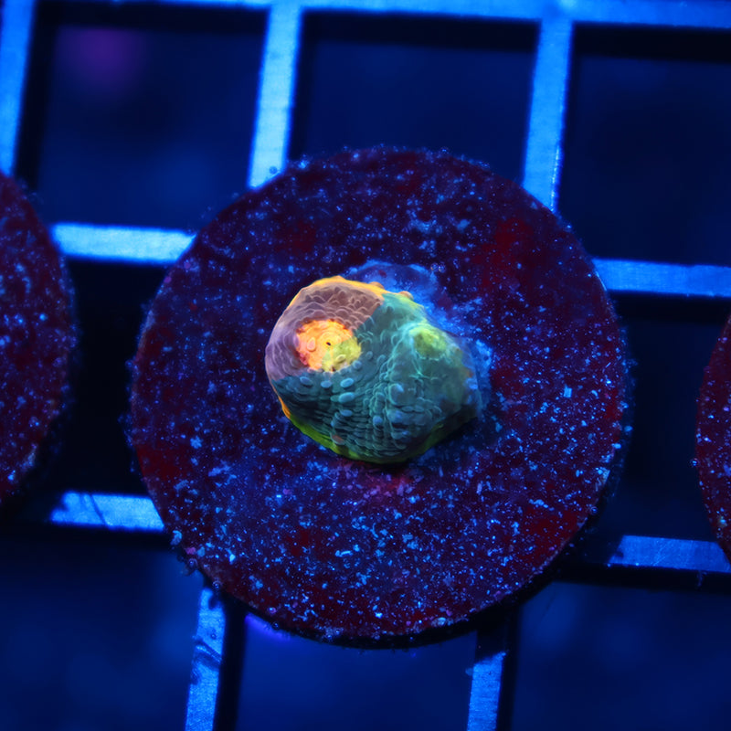 TCK Collider Rainbow Chalice