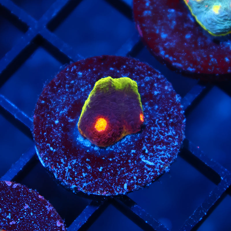 JF Crazy Fox Chalice