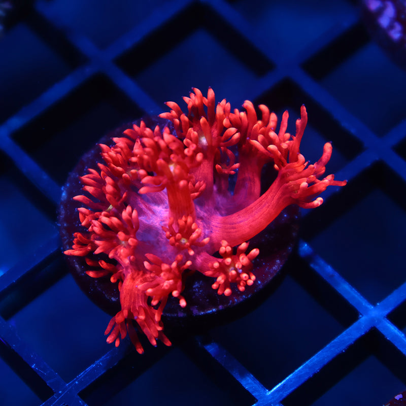 TCK Red Goni
