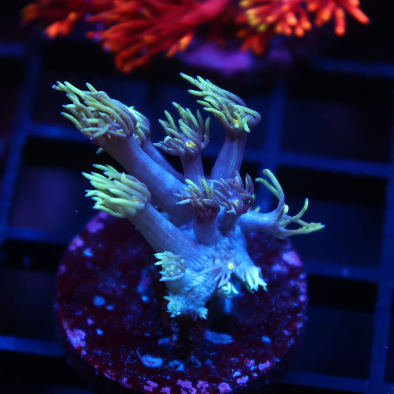 TCK Alien Tips Goni