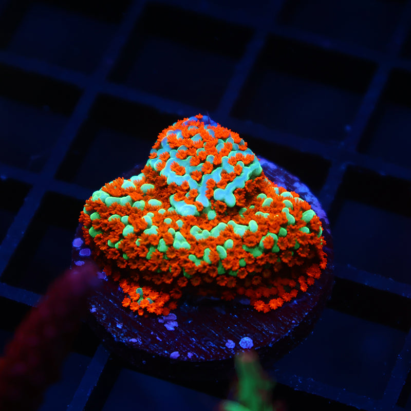 JF Aquaman Monti