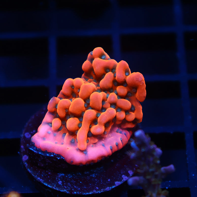 TCK Phoenix Monti