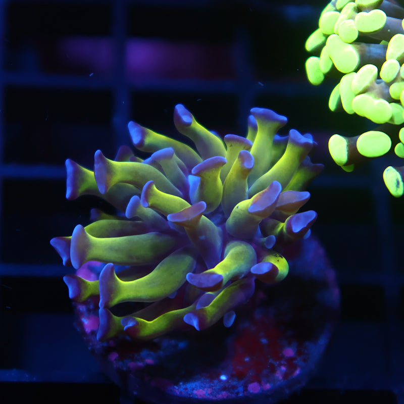 TCK Branching Purple Tipped Hammer
