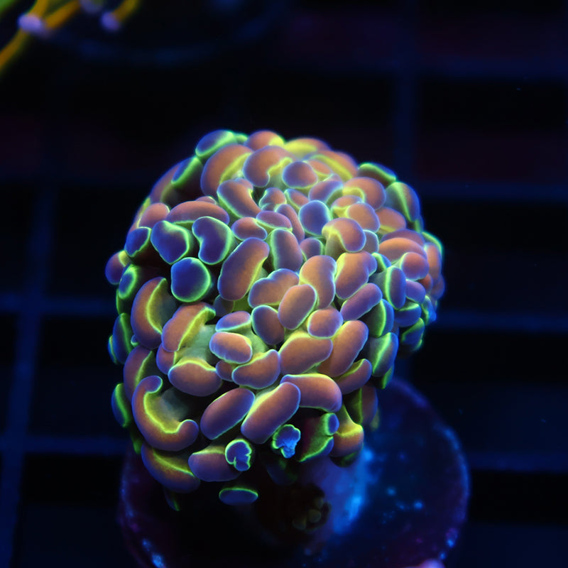 TCK Branching Holographic Hammer