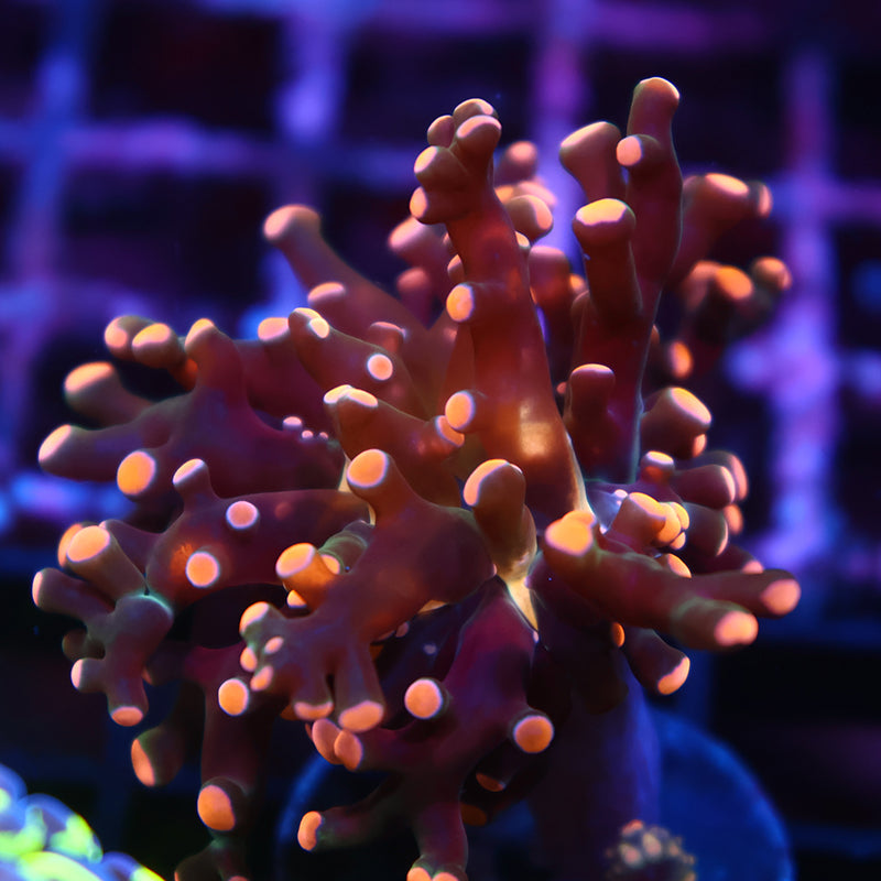 TCK Branching Gold Frogspawn