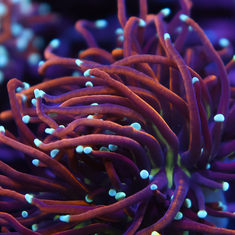 TCK White Tips Indo Gold Torch