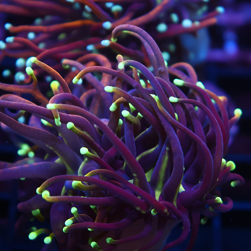 TCK Yellow Tips Indo Gold Torch