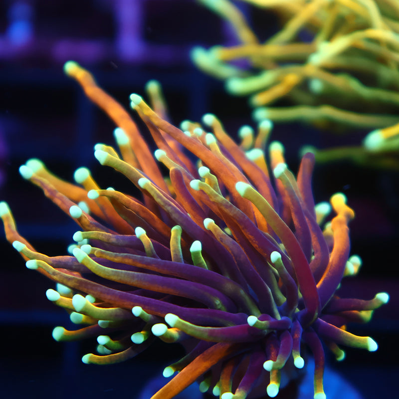 TCK Insane Hellfire Torch