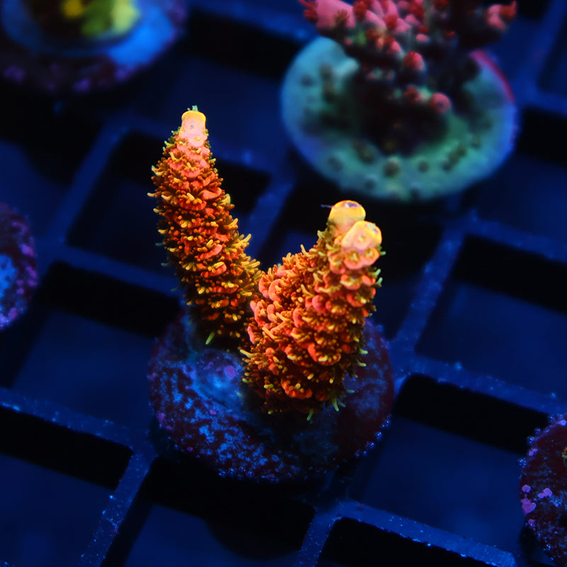 JF Solar Flare Milli