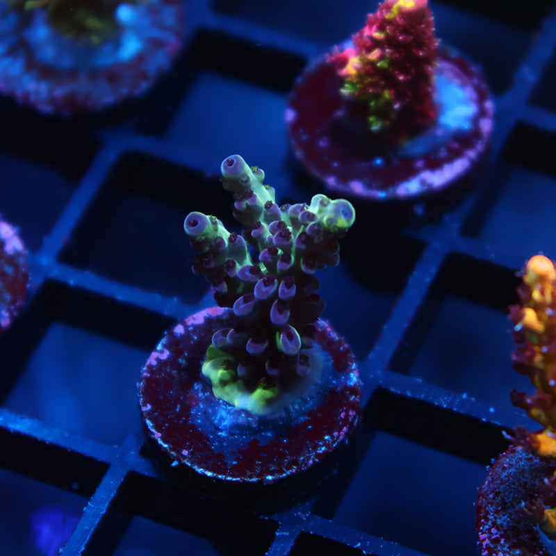 TCK Blueberry Nasuta