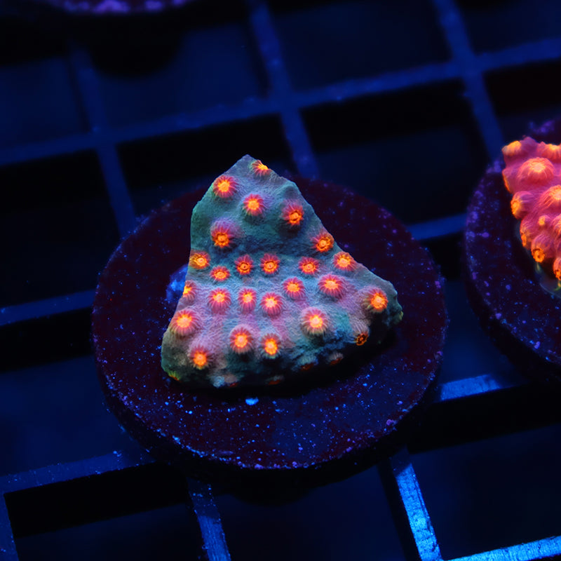 TCK Rainbow Comet Cyphastrea