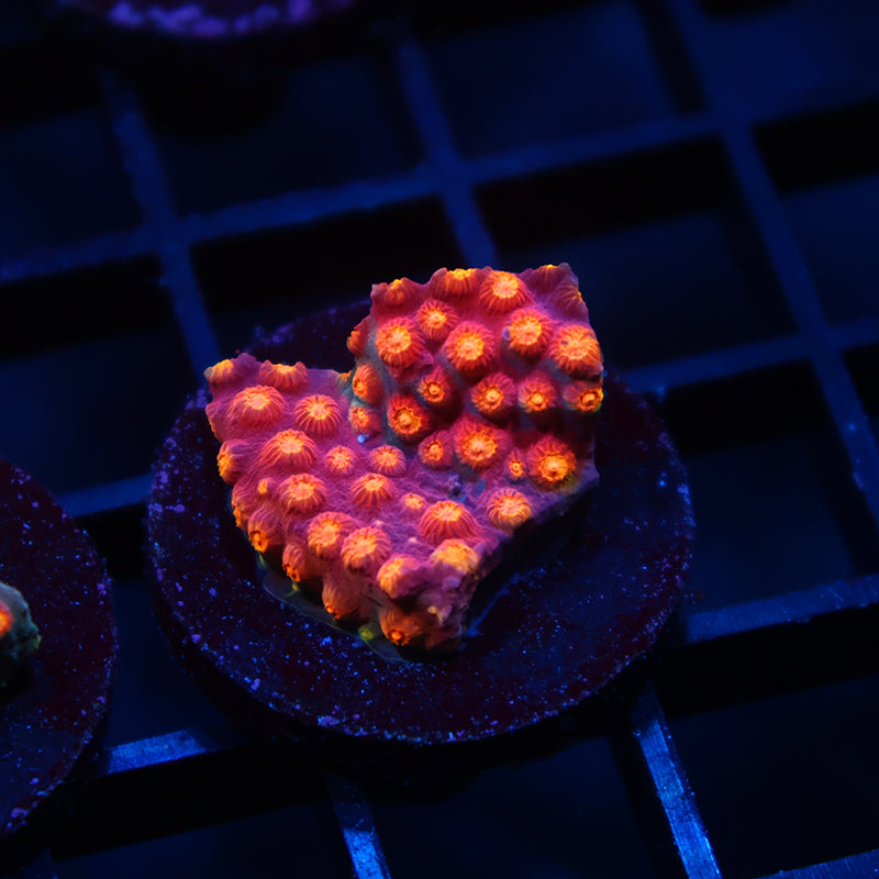 TCK Rainbow Abstract Cyphastrea