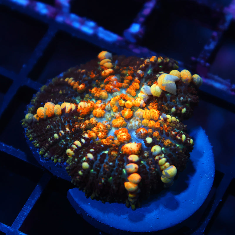 TCK Powerball Bounce