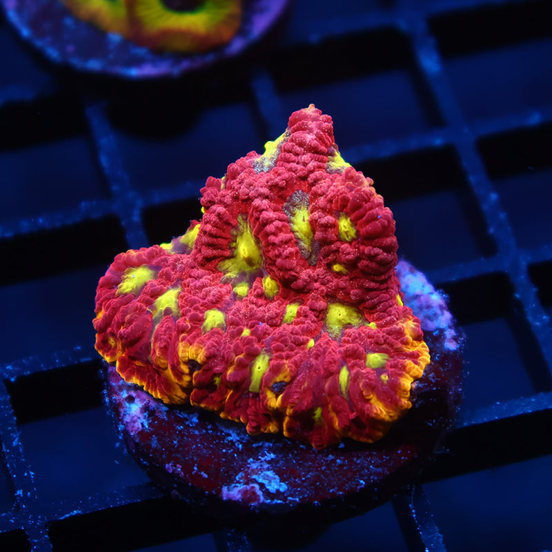 WWC Blood Diamond Favia