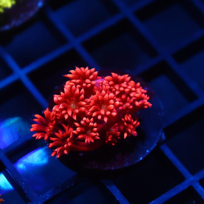 TCK Red Goni