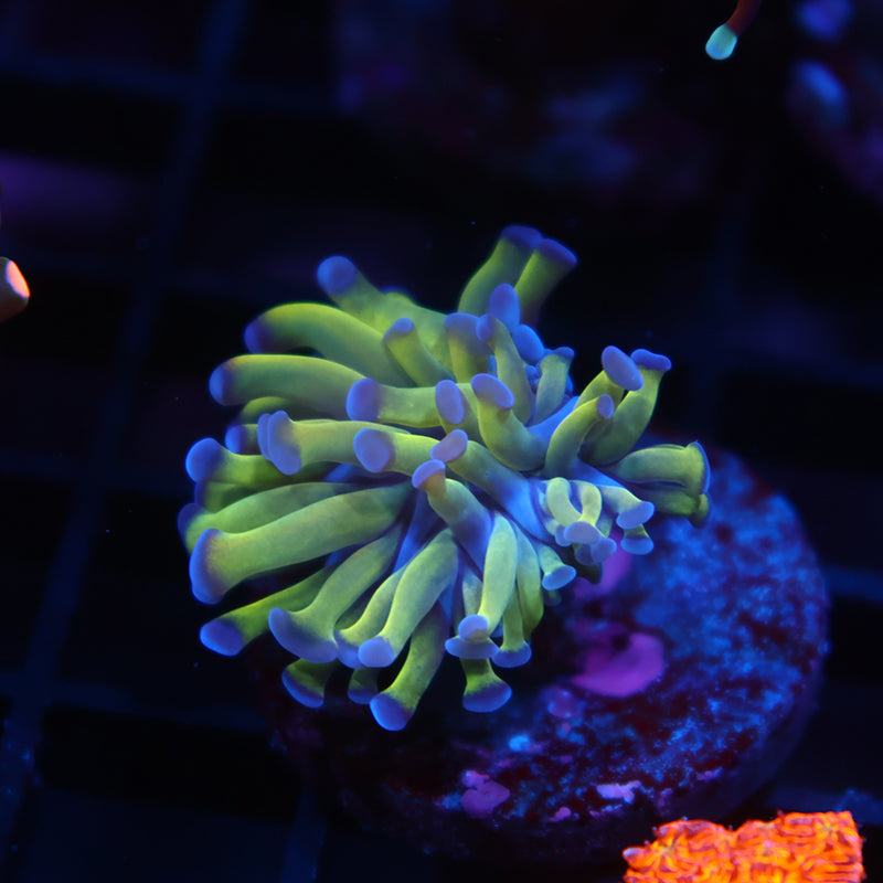 Tiny TCK Branching Purple Tips Hammer