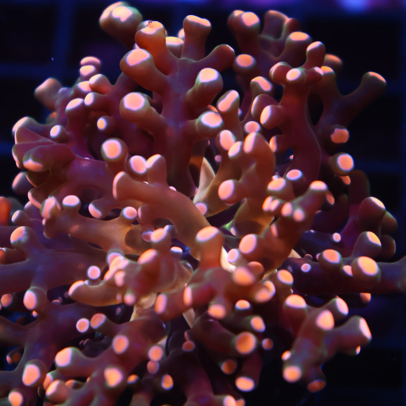 TCK Branching Gold Frogspawn