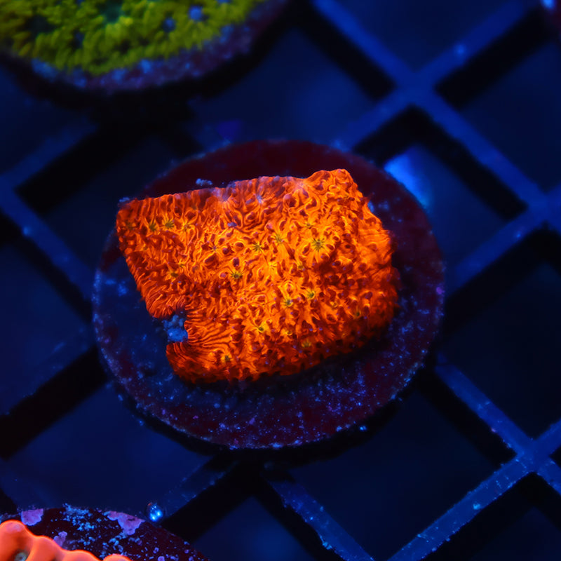 TCK Orange Litho